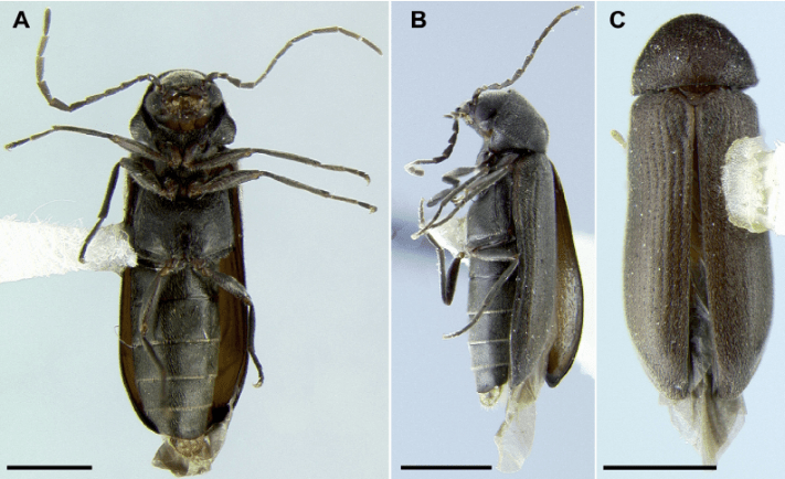 Morktober 2025 – Beetle